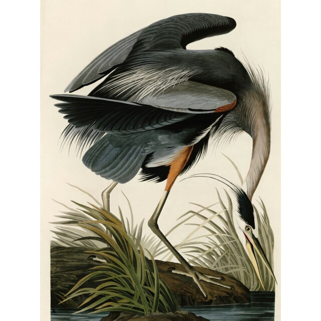 Audubon Birds Great Blue Heron Nature Animal Painting Large Wall Art Print 18x24 Inch Multi