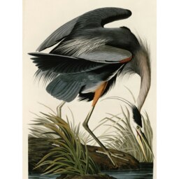 Audubon Birds Great Blue Heron Nature Animal Painting Large Wall Art Print 18x24 Inch Multi
