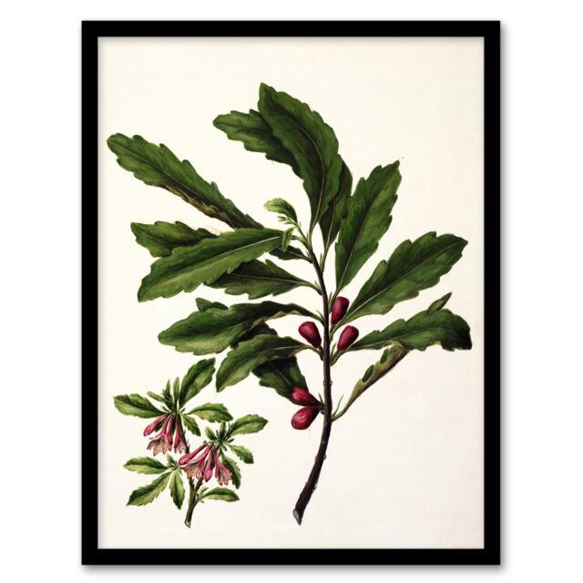 "New Zealand Toropapa Flowering Plant Featon Framed Wall Art Print 12X16"""