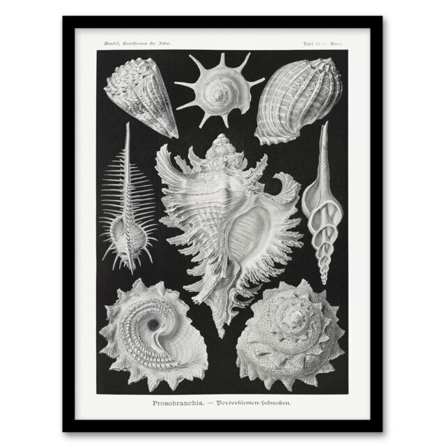 "Sea Snail Shells Vintage Haeckel Botanical Framed Wall Art Print 12X16"""