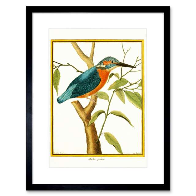 "Bird Common Kingfisher Martin Pecheur 9x7"" Black Framed Wall Art Print"
