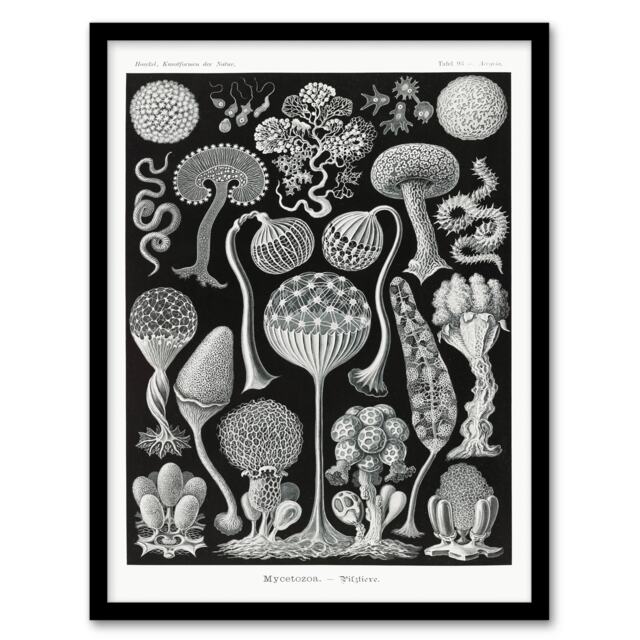 Ernst Haeckel Framed Wall Art Print Mycetozoa Intricate Slime Molds Home Décor