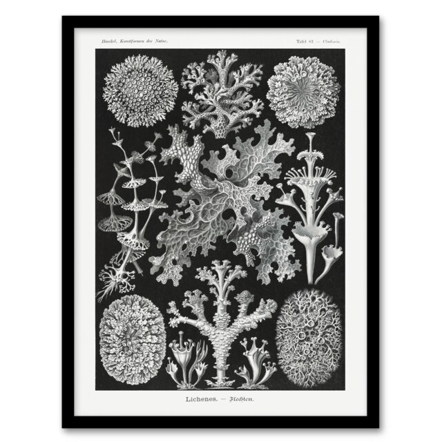 "Lichen Species Vintage Haeckel Botanical Framed Wall Art Print 12X16"""