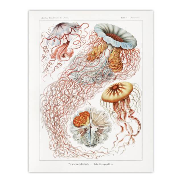 "Lion's Mane Jellyfish Haeckel Botanical Wall Art Poster Print 12X16"""