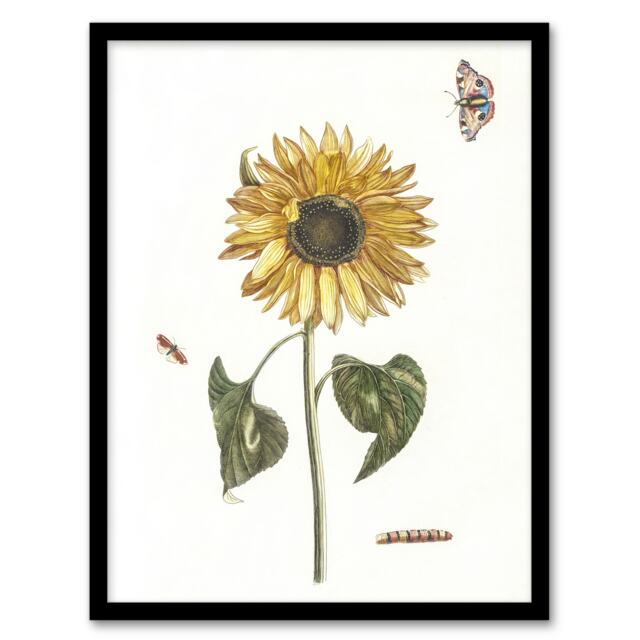 "Sunflower Caterpillar And Two Butterflies Teyler Framed Wall Art Print 12X16"""