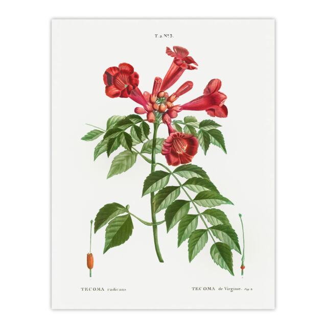 "Trumpet Vine Flowers Redoute Vintage Wall Art Poster Print 12X16"""