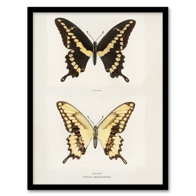 "Giant Swallowtail Butterfly Sherman Denton Framed Wall Art Print 12X16"""