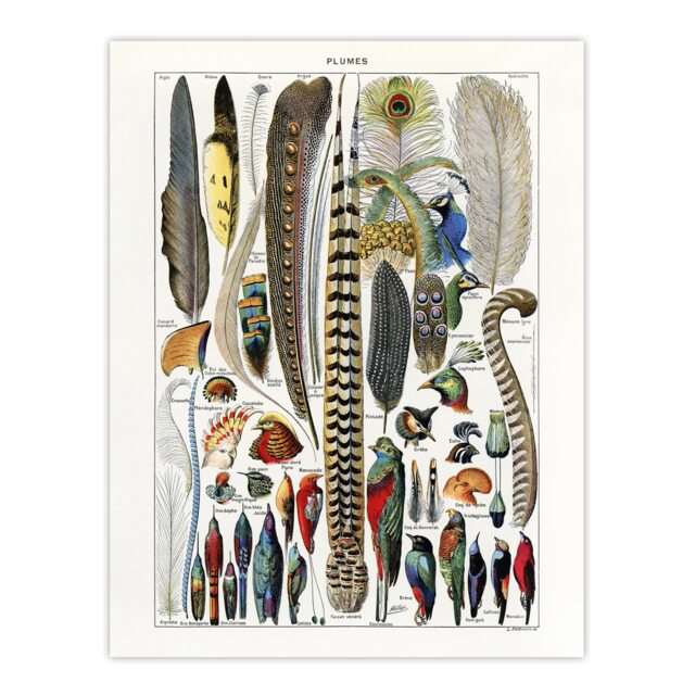 "Plumes Exotic Bird Feathers Millot Vintage Wall Art Poster Print 12X16"""