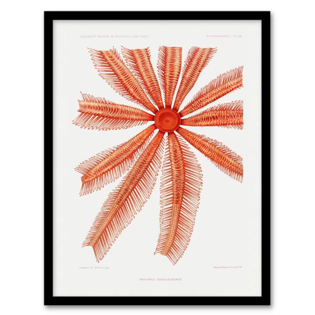 Vintage Marine Life Brisingida Starfish Illustration Framed Wall Art Print A4