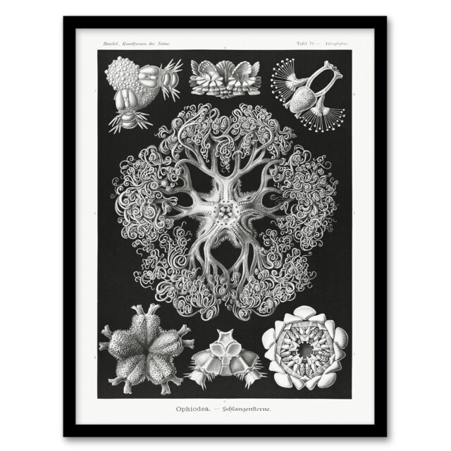 "Ophiodea Brittle Stars Haeckel Botanical Framed Wall Art Print 12X16"""