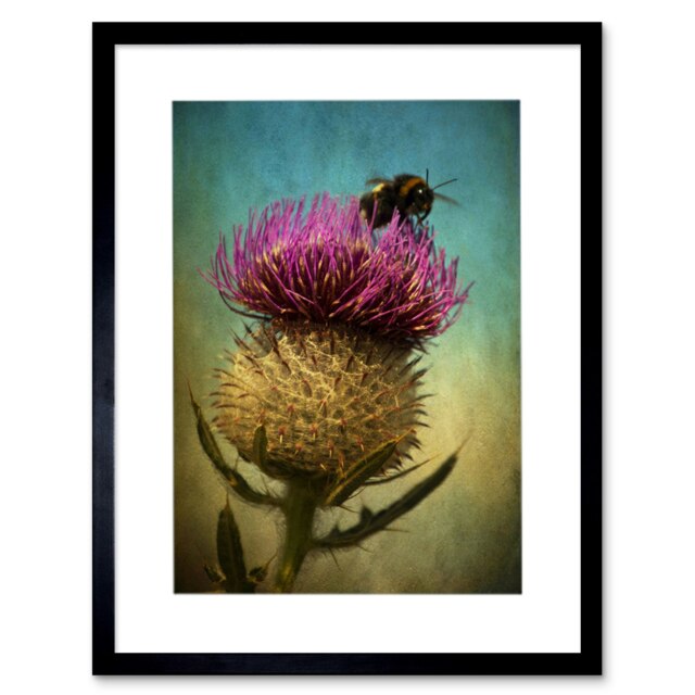 "Photo Bumble Bee Thistle Flower Scotland 12x16"" Framed Wall Art Print"