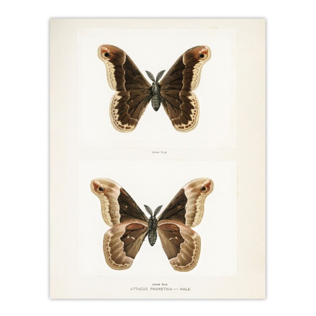 "Promethea Silkmoth Male Sherman Denton Wall Art Poster Print 12X16"""