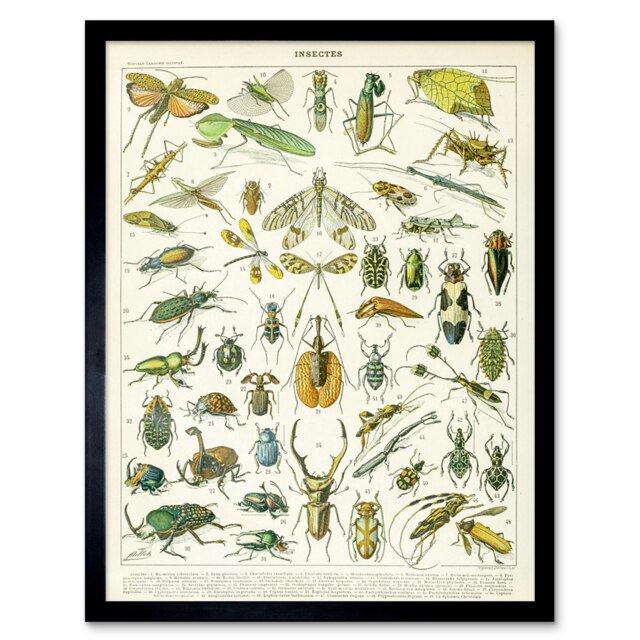 "Millot Encyclopedia Page Insects Beetles 12x16"" Framed Wall Art Print"