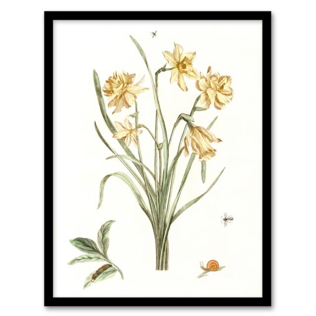 "Five Daffodils Vintage Illustration Teyler Framed Wall Art Print 12X16"""
