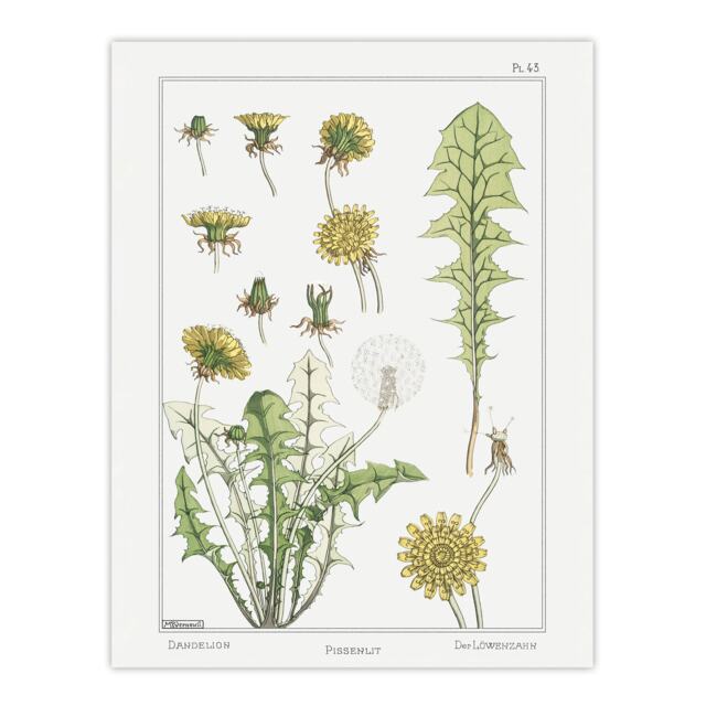 "Dandelion Flower Plant Vintage Floral Wall Art Print Verneuil 12x16"""