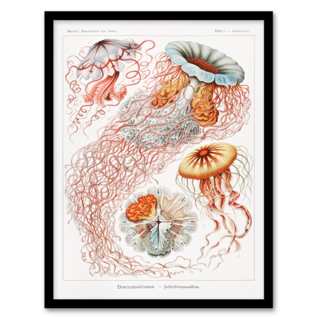 Ernst Haeckel Framed Wall Art Print Lions Mane Jellyfish Illustration Home Décor