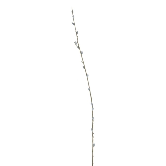 Hill Interiors Faux Pussy Willow Branch - Brown/Green - 103cm