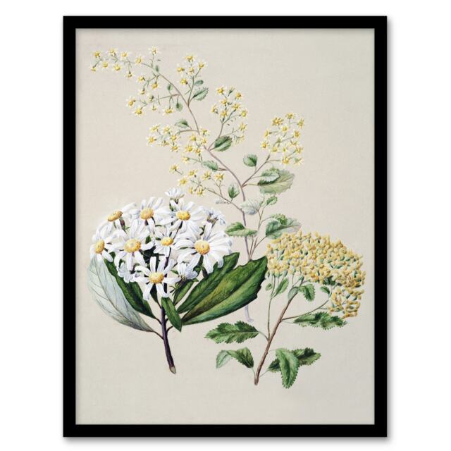 "New Zealand Three Senecio Flower Species Featon Framed Wall Art Print 12X16"""