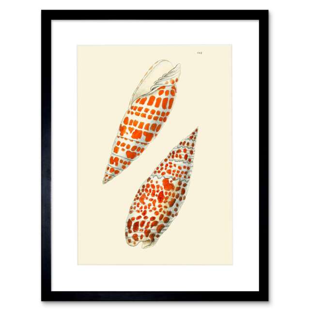 "Vintage Cone Seashell Orange Spotted Bathroom 9x7"" Black Framed Wall Art Print"