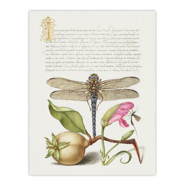 "Dragonfly Pear and Carnation Calligraphy Wall Art Poster Print 12X16"""