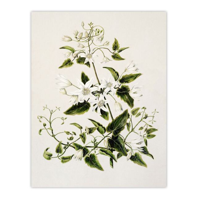 "New Zealand Pikiarero White Clematis Flower Featon Wall Art Poster Print 24X32"""