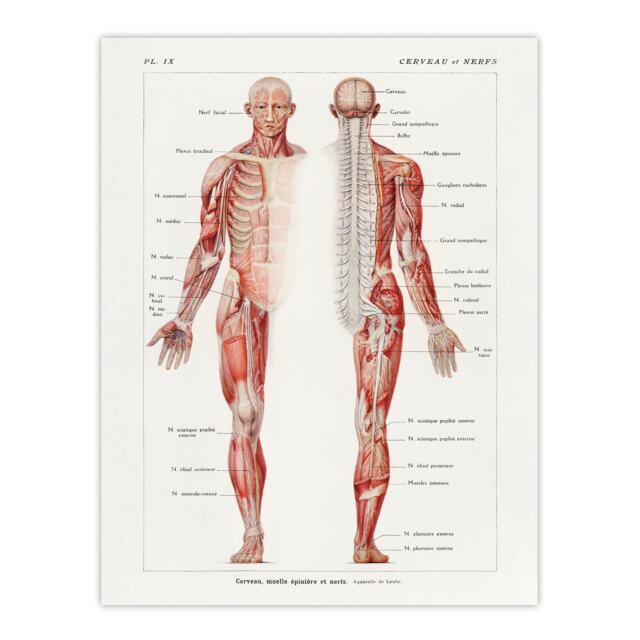 "Human Nervous System Boissiere Vintage Wall Art Poster Print 12X16"""