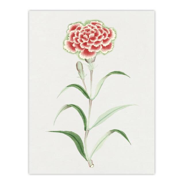 "Carnation Flower Vintage Japan Wall Art Print Japanese Botanical 18x24"""