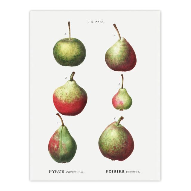 "Pear Fruit Varieties Redoute Vintage Wall Art Poster Print 12X16"""