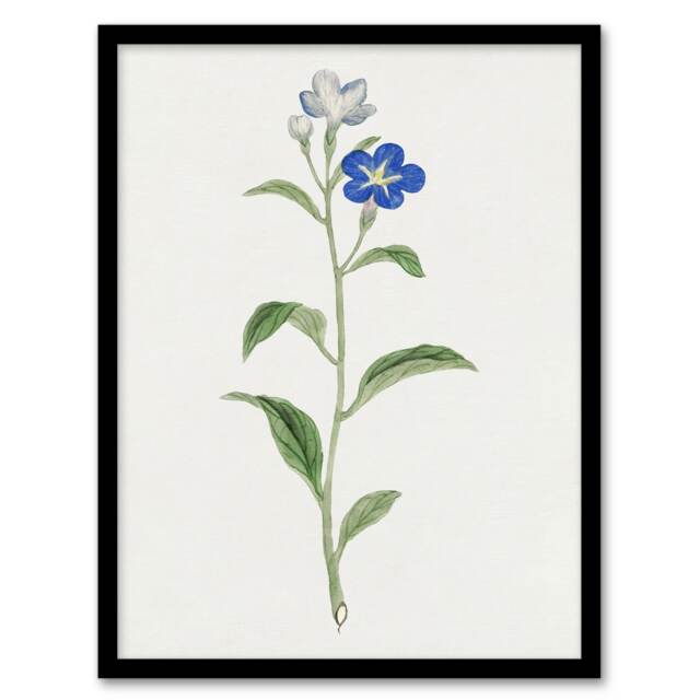 "Blue Flower Framed Wall Art Print Vintage Japanese Botanical 12x16"""