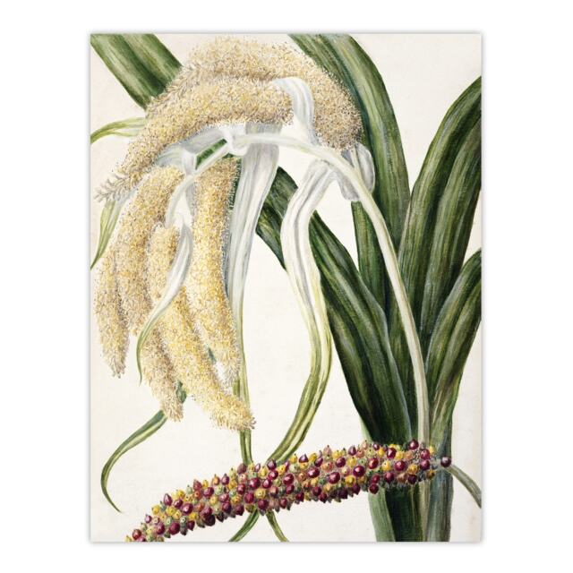 "New Zealand Perching Lily Flower Plant Featon Wall Art Poster Print 12X16"""