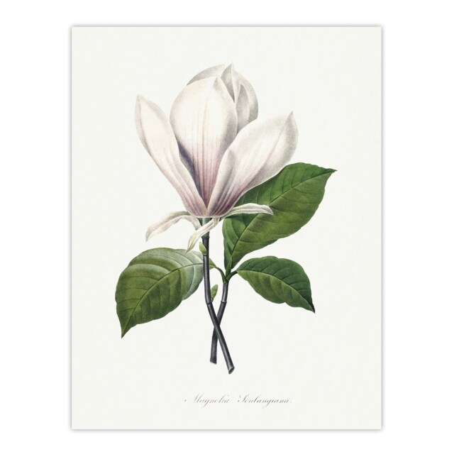 "Saucer Magnolia Flower Redoute Vintage Huge Wall Art Poster Print 24X32"""
