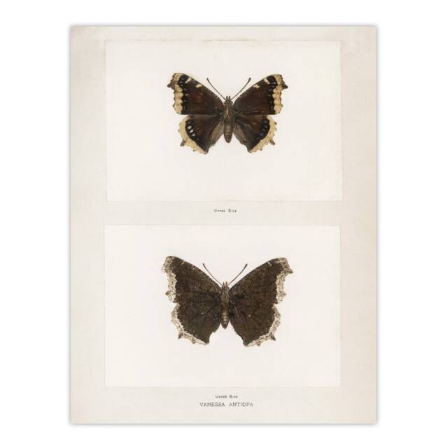 "Mourning Cloak Butterfly Sherman Denton Huge Wall Art Poster Print 24X32"""