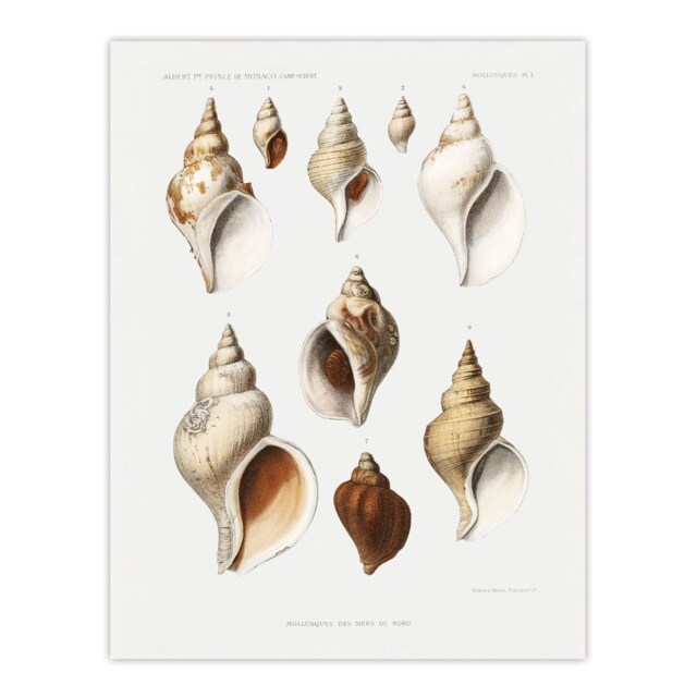 "Molluscs of the Northern Seas Albert I Huge Wall Art Poster Print 24X32"""