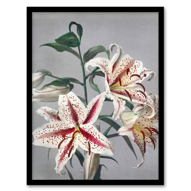 "White Pink Spotted Lily Flowers Vintage Framed Wall Art Print Kazumasa 12x16"""