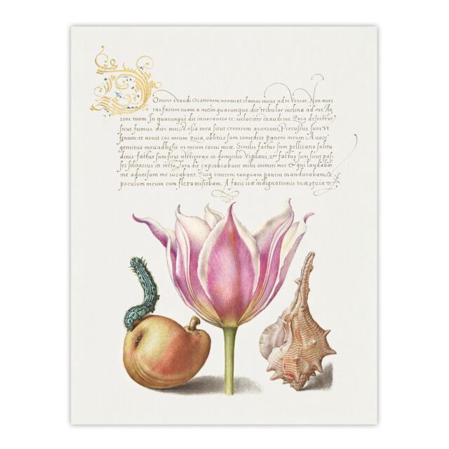 "Pear Pink Tulip and Seashell Calligraphy Wall Art Poster Print 12X16"""