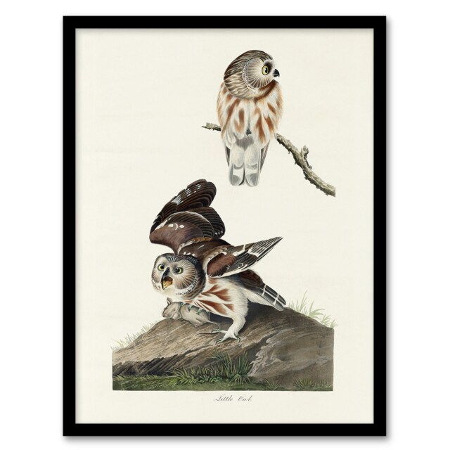 "Birds Of America Little Owls Audubon Nature Framed Wall Art Print 12X16"""