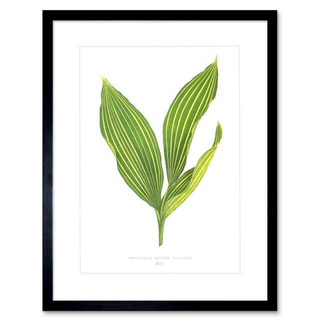 "Varigated Green Botanical Leaf 9x7"" Black Framed Wall Art Print"