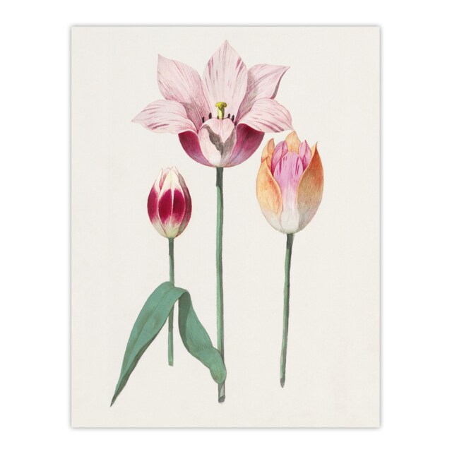 "Blooming Tulip Flower Anselmus de Boodt Wall Art Poster Print 12X16"""