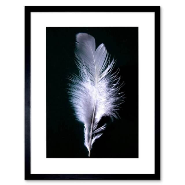 "Photo Modern Black White Feather Bird 12x16"" Framed Wall Art Print"