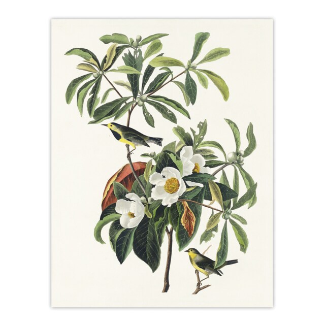 Bachman's Warbler and Franklinia Tree Audubon Huge Wall Art Print 18X24 In
