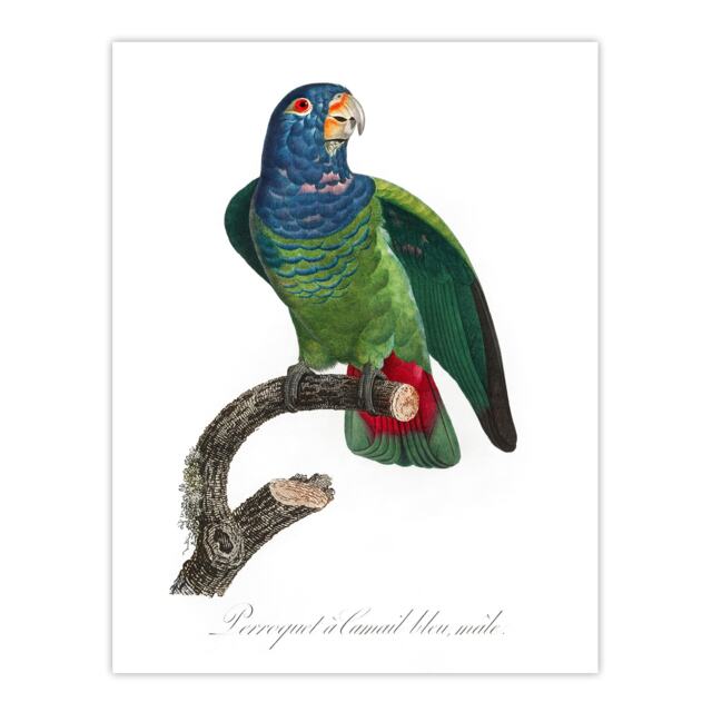 "The Blue Headed Parrot Francois Levaillant Wall Art Poster Print 12X16"""