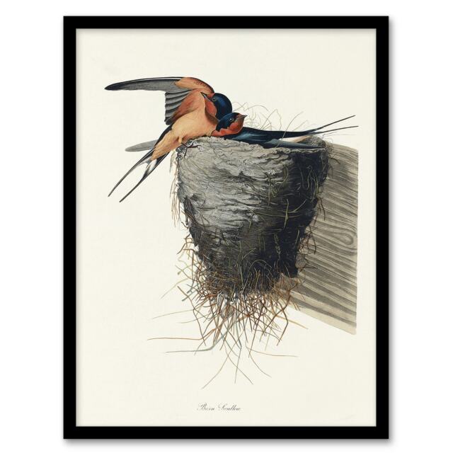 "Birds of America Barn Swallow Audubon Nature Framed Wall Art Print 12X16"""