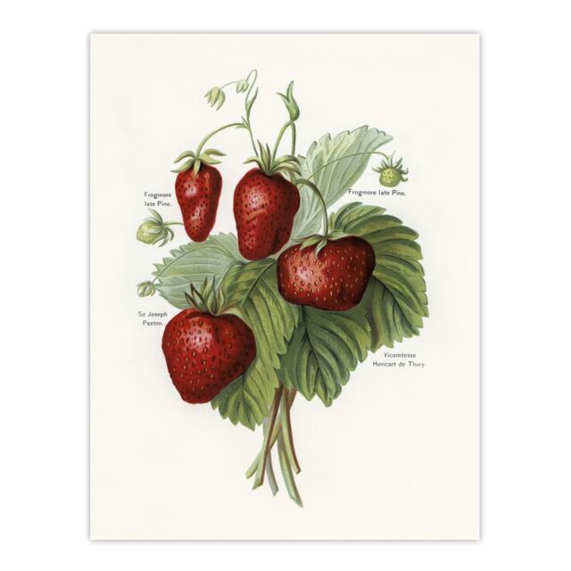 "Vintage Fruit Illustration of Strawberries Wright Wall Art Poster Print 12X16"""