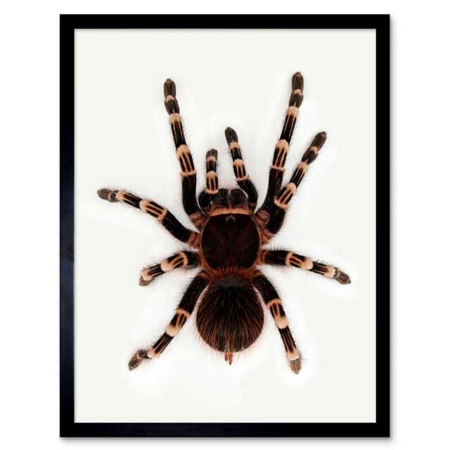 "Redknee Tarantula Spider Arachnid Home Decor 12x16"" Framed Wall Art Print"
