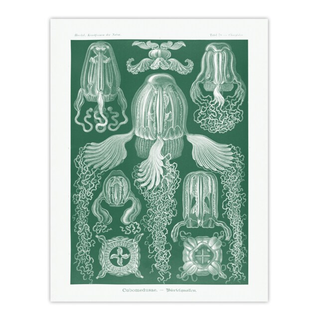 "Cubomedusae Jellyfish Species Haeckel Botanical Wall Art Poster Print 12X16"""