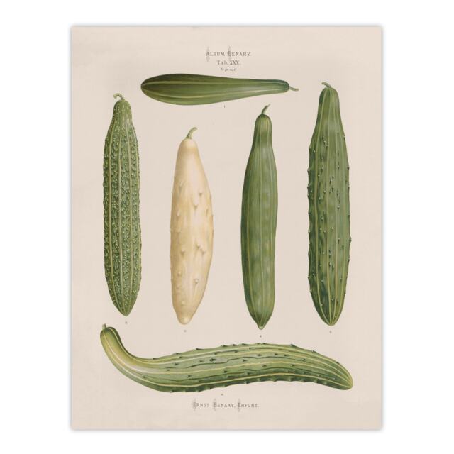 Frame Cucumbers Kitchen Decor Ernst Benary Huge Wall Art Print 18X24 In