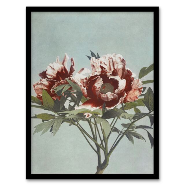 "Tree Peonies Pink Flower Blooms Vintage Framed Wall Art Print Kazumasa 12x16"""