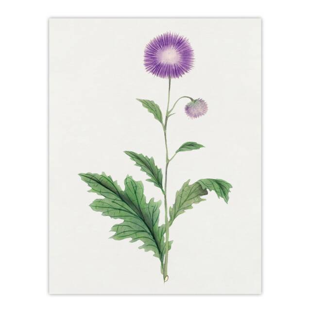 "Thistle Flower Wall Art Print Vintage Japanese Botanical 12x16"""
