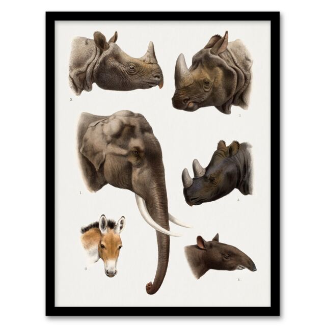 "Animals Vintage Illustration Lydekker Framed Wall Art Print 12X16"""
