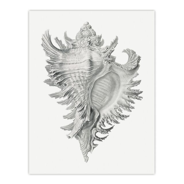"Whelk Sea Snail Shell Drawing Haeckel Botanical Wall Art Poster Print 12X16"""